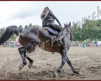 1FESTIGOTTE - 0491